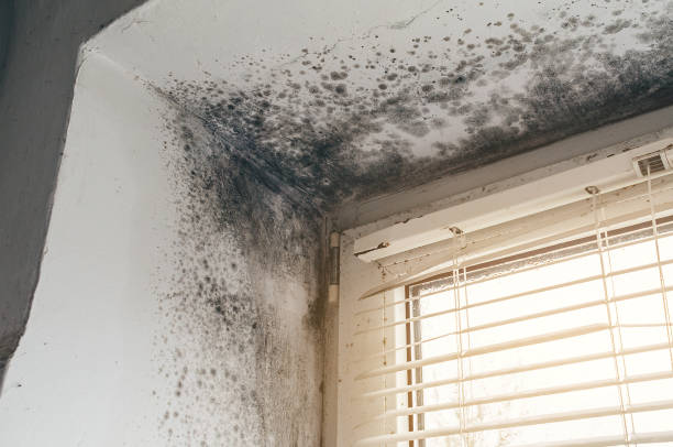 Affordable Black Mold Remediation solutions in Highland Park, NJ