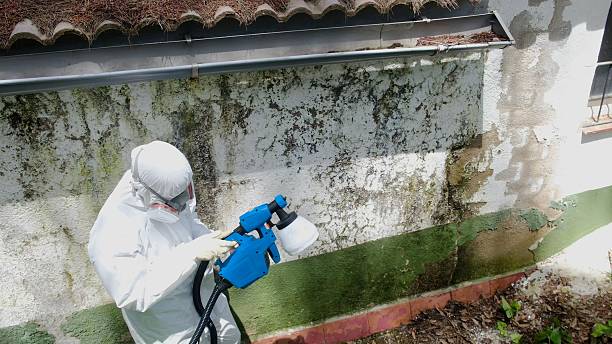 Top rated local Black Mold Remediation specialists in Highland Park, NJ